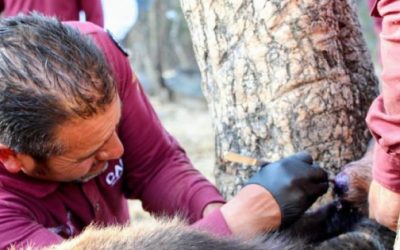 Mantiene EdoMex control de contagios de gusano barrenador: hay 59 casos activos