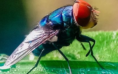 México lanzará 100 millones de moscas por semana para frenar peligrosa plaga ganadera