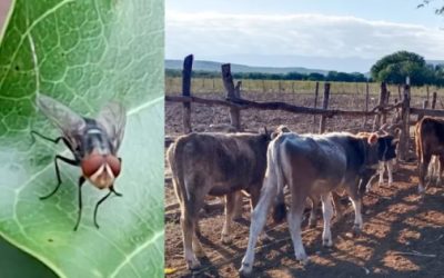 Planta de mosca estéril en Chiapas impedirá contaminación biológica