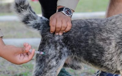 SADER supervisa avances en planta que fortalecerá erradicación del gusano barrenador