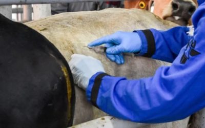 Tamaulipas tiene 24 casos de gusano barrenador; González es el más activo