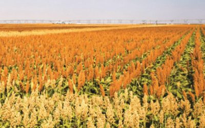 Crece importación de sorgo 833%