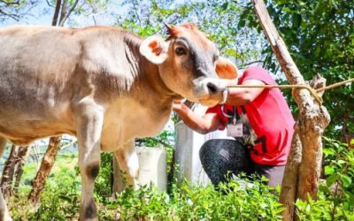 Gusano barrenador en ganado en Guerrero