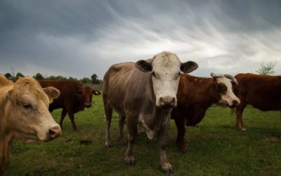 Gusano barrenador desata crisis ganadera