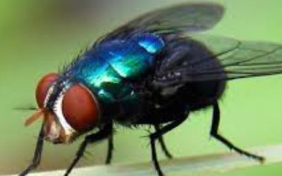 Contra el barrenador, vuelos con anomalías