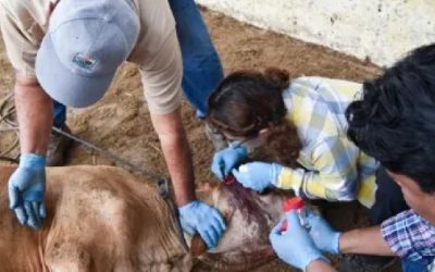 A esconder al gusano