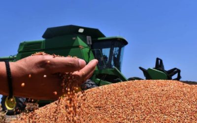 Crece 833% importación de sorgo