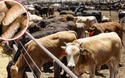 Gusano barrenador ataca a 10 municipios del sur de EdoMex