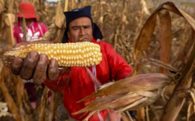 Washington hará en México centro de maíz transgénico; invertirá 40 mdd