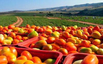 Nuestro sector agroalimentario da la cara por México