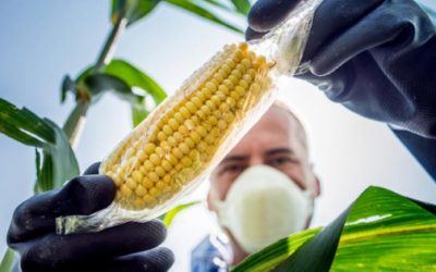 Los cultivos transgénicos ¿oportunidades o amenazas para la agricultura?