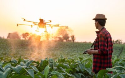 Con ayuda de la ciencia, las leguminosas son útiles para regenerar suelos y transformar sistemas agrícolas