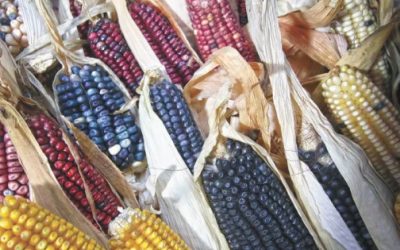 Productores de maíz de Tlaxcala reanudaron bloqueos carreteros