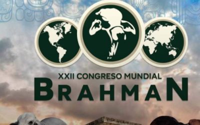 Yucatán será sede del Congreso Mundial Brahman 2026