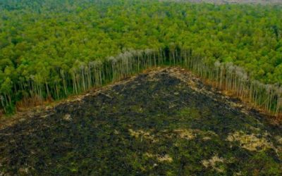 Mayas de Hopelchén, Campeche, denuncian devastación de hábitat portrasnacionales