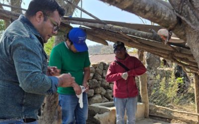 Detectan tres casos de gusano barrenador en Tixtla, Guerrero