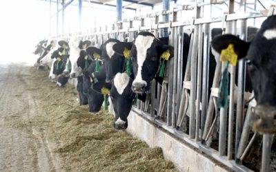 Confirman 9 casos de gusano barrenador en Hidalgo