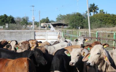 Suman 29 casos de gusano barrenador en Tamaulipas