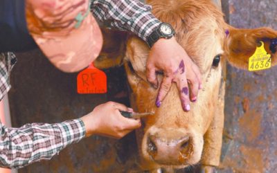 Gusano barrenador preocupa a ganaderos de Querétaro, trabajan en estrategia de aretado