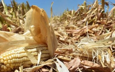 Convocatoria para incentivo de maíz