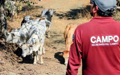 Edomex activa cerco epidemiológico contra el gusano barrenador