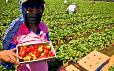 STPS presentará reforma para trabajadores agrícolas