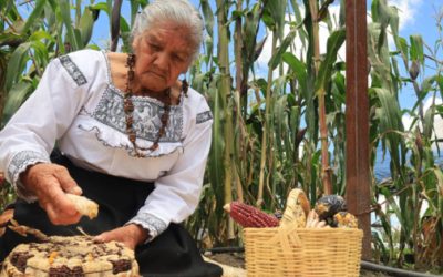 Sembrando Vida colecta maíz nativo para preservarlo