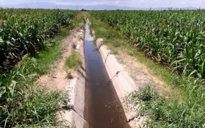 Conagua muestra a productores de caña el efecto del riego gota a gota
