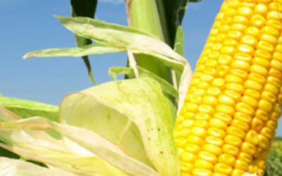 Incentivan comercialización de maíz amarillo en Tamaulipas