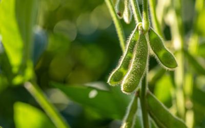 Soya y trigo caen; operadores miran más allá del conflicto en Irán