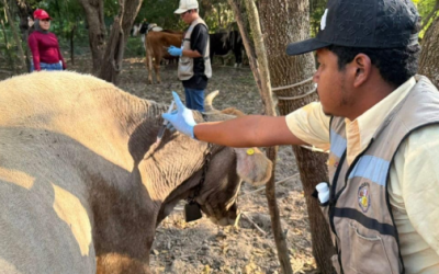 Aumentan a 10 casos de gusano barrenador en Jalisco