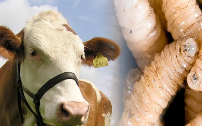 Estado de México registra más de 160 casos acumulados de gusano barrenador a principios de marzo