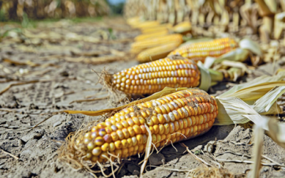 Agricultura: La Transición agroecológica aumenta en 25% el rendimiento del maíz