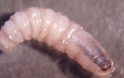 Enferma adulto por barrenador