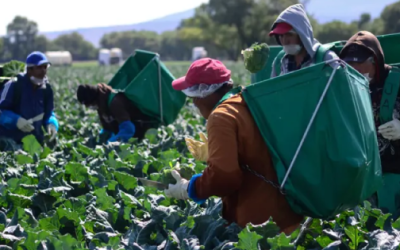 México pierde 9.3% de comida que se produce