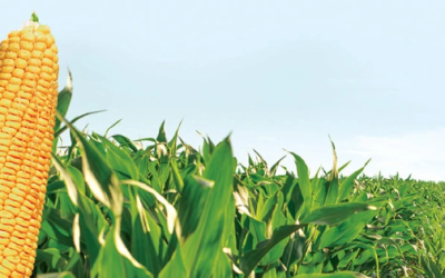 Retrocede la capacidad de México para producir los alimentos que consume