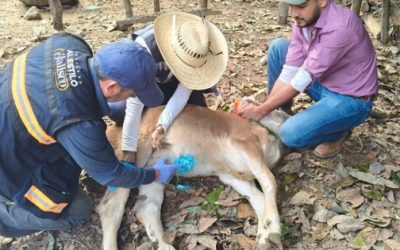 Casos de gusano barrenador en Jalisco