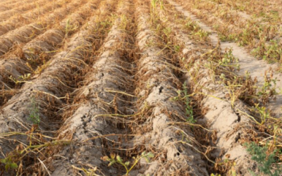 Sector agroalimentario ve año complicado ante costos y sequía en Nuevo León