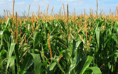 “El campo necesita también voz femenina”