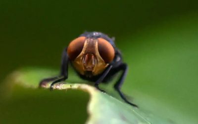 Anuncian avances de planta de moscas contra gusano barrenador