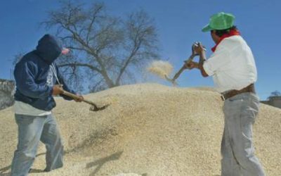 Industriales violan acuerdo de compra de maíz: campesinos