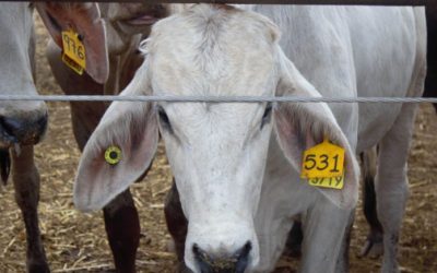 Gusano barrenador llega a 19 estados