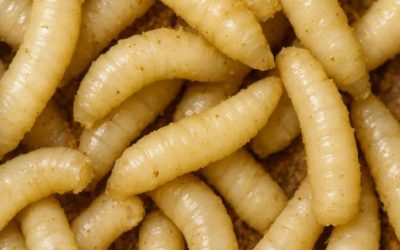 México registra 6 casos activos de miasis por gusano barrenador en humanos; Chiapas concentra la mayoría