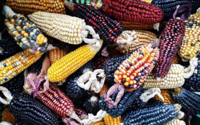 Piden a IP comprar el maíz mexicano