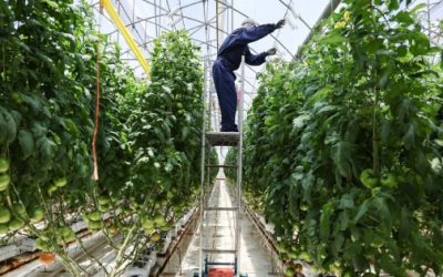 SE: México puede ser potencia mundial en agricultura mejorada