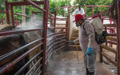 Van 118 infectados por el barrenador