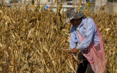 Comprará SADER 1.1 millones de toneladas de maíz a productores