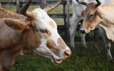 Activos, mil 33 casos de gusano barrenador en el país, reporta Senasica