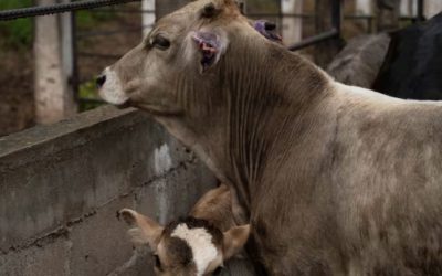 Aumentan en San Luis Potosí los casos de gusano barrenador