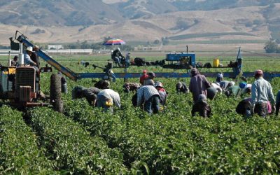 Exportación agroalimentaria en México: entre la capacidad, el capital ausente y Centroamérica al acecho